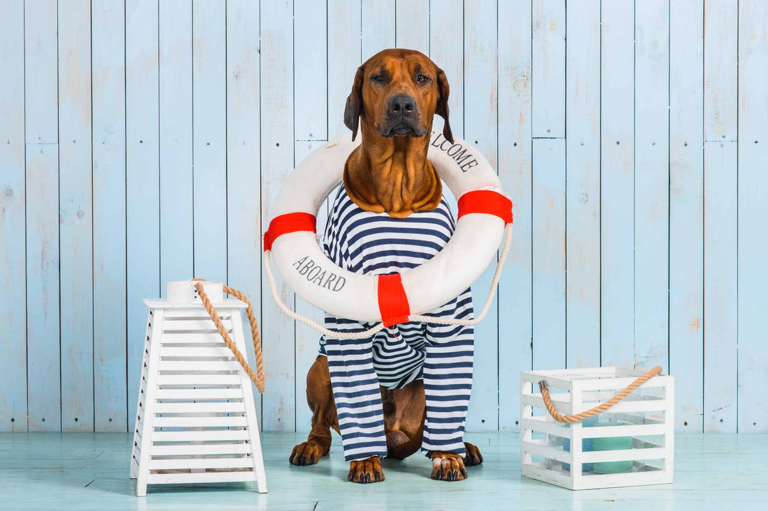 boat life ring on Rhodesian Ridgeback wearing nautical shirt